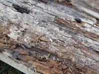 IMG_1793